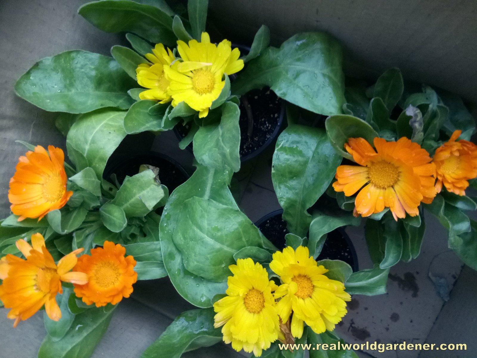 Mysecretgarden September On My Potting Bench