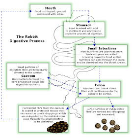 A Strong Belief in Wicker: Watership Down