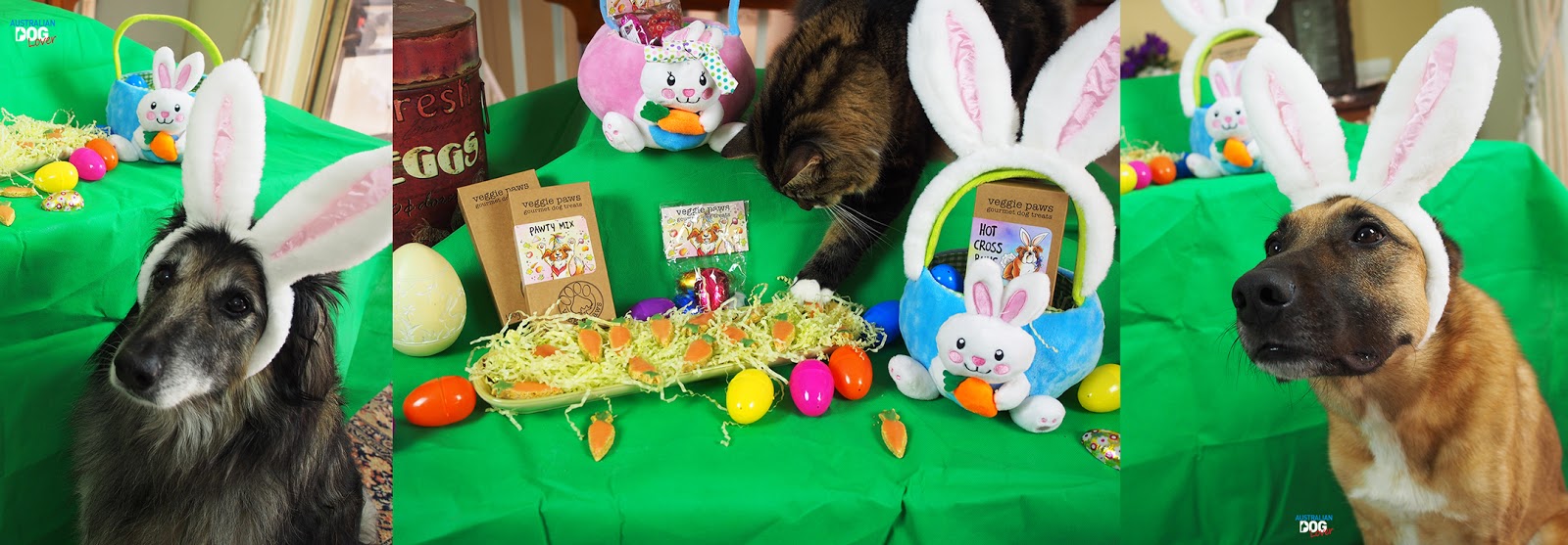 12 Eggcellent Ideas for a DogFriendly Easter Australian Dog Lover