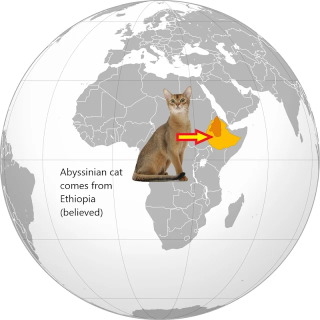 Where do Abyssinian cats come from?