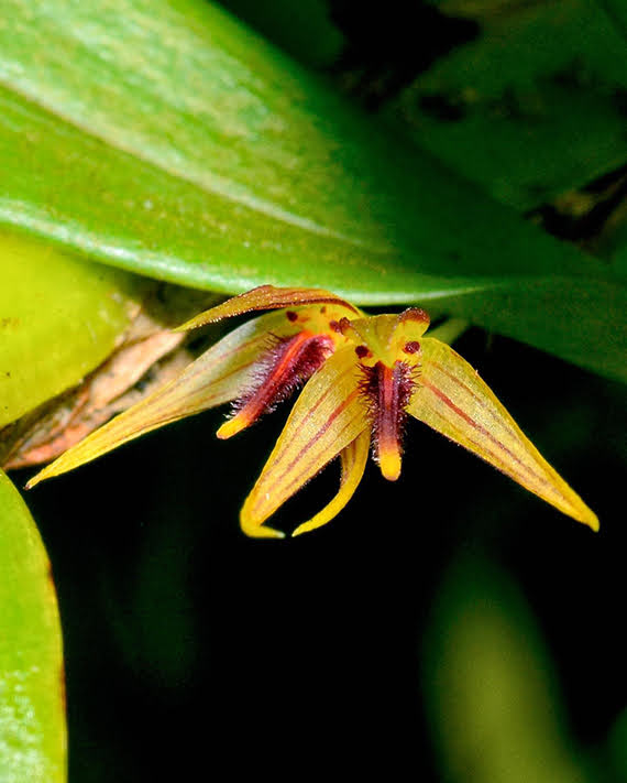 Bulbophyllum planiplexum