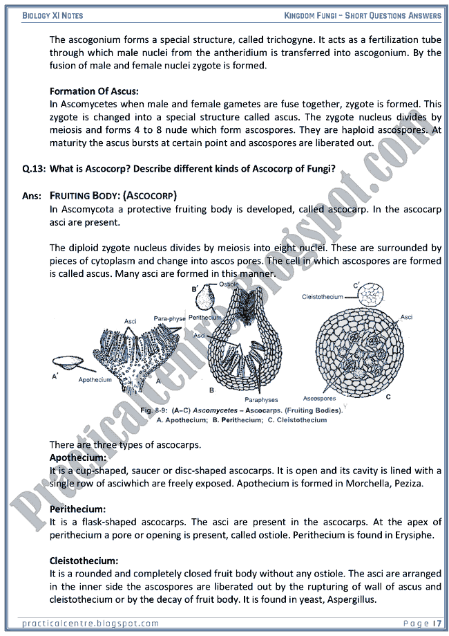 Kingdom Fungi Short Questions Answers Biology XI Practical Centre