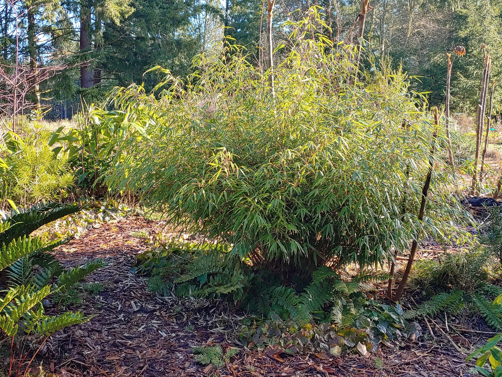 Bamboo pruning clumping bamboos