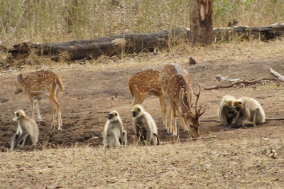 deer, langoor, kabini river lodge, india wildlife