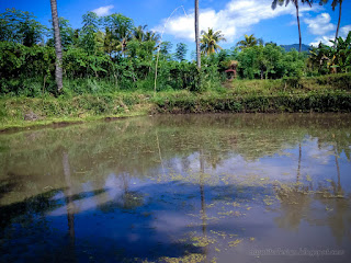 Irrigating Atmosphere Of The Rice Fields On A Sunny Day At The Village North Bali Indonesia