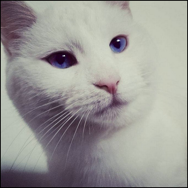 'Minette', cute and funny Canadian kitty, super star of the famous 'Vibing cat' MEME! 'Minette', cute and funny Canadian kitty, super star of the famous 'Vibing cat' MEME!