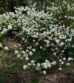 Witch Alders Fothergilla Rotary Botanical Gardens