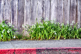 Wooden fence, sidewalk, curb, and flowers
