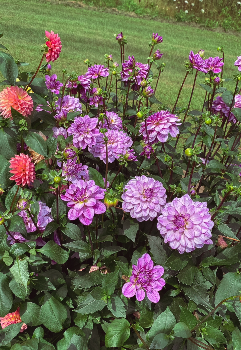 12 Flowers for a Summer Garden Beautiful Plants That Bloom All Summer