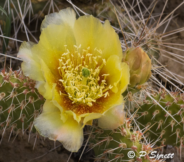 Pol's Nature Photography North American Cacti examples of smaller forms