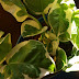 Epipremnum pinnatum "N’Joy" oder Epipremnum white variegata