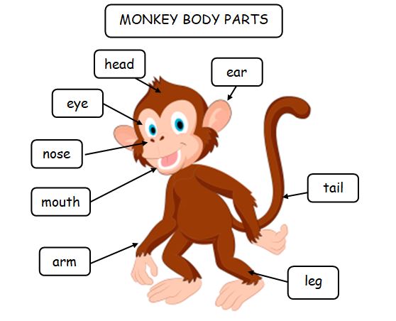 ENGLISH WORLD: Wild animals - body parts