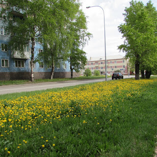 Волшебный фонарик Одуванчики