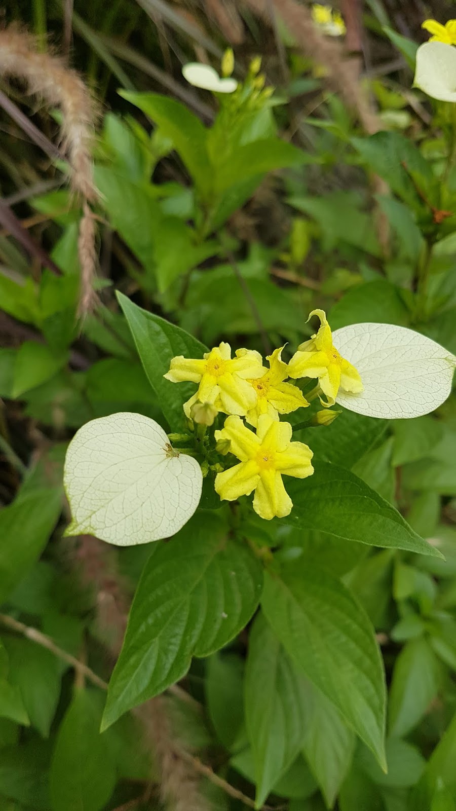 Mussaenda flava, Yellow Mussaenda