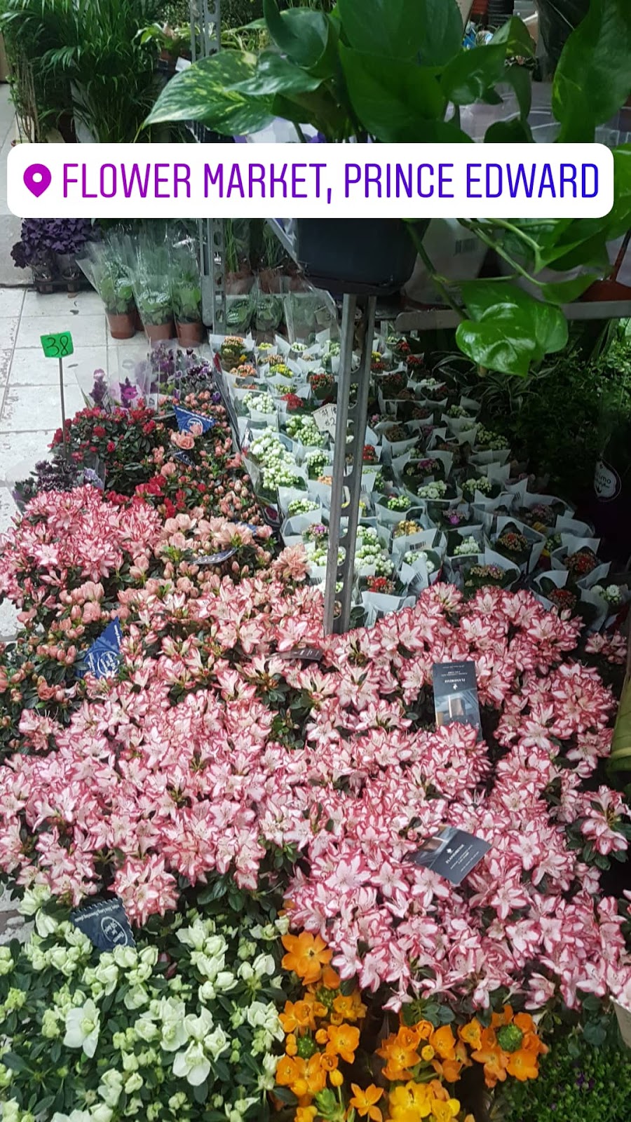 Flower market Prince Edward Hong Kong