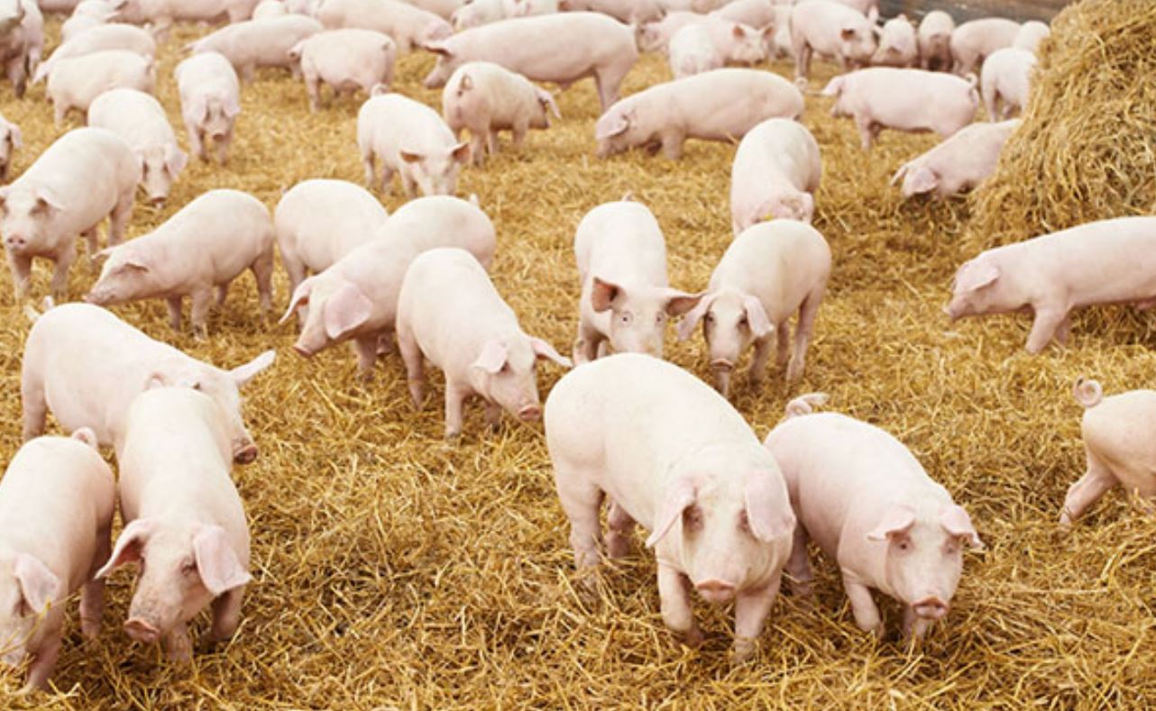 Pig Farm Management Production Planning