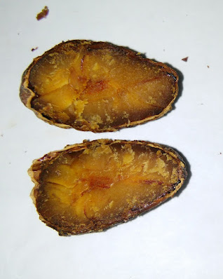 Grano de cacao pizarrozo. Grano de cacao pizarrozo.