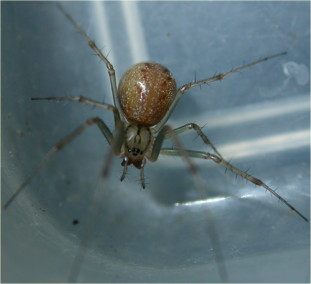 Arachnerds Money Spiders Linyphiidae