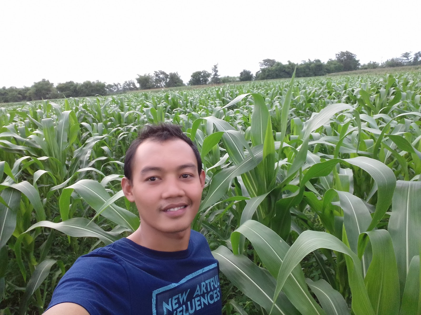 Cara Menanam Jagung Bisi 18 Yang Benar / 10 Cara Menanam Cara Menanam Jagung Bisi 18 Yang Benar / 10 Cara Menanam