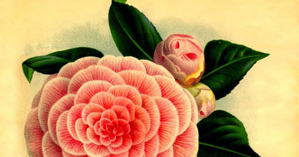 Botanical Prints High Resolution | Free HD Wallpapers