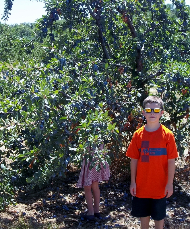 Pick Your Own Apples and Fruit Fall Fun in Mooresville at Anderson's