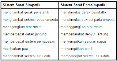 Fungsi saraf simpatik