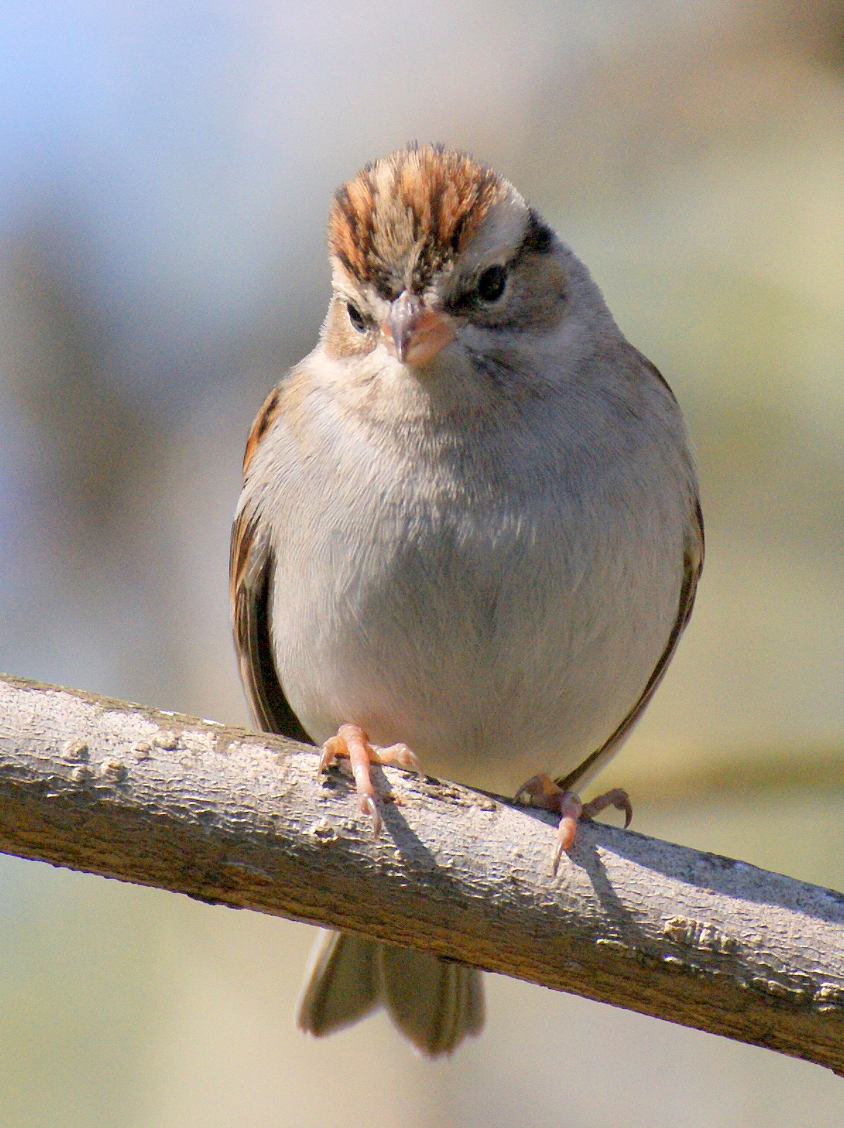 SE Texas Birding & Wildlife Watching Yard Birds