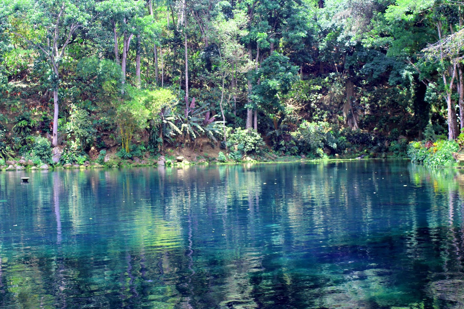 Backpacker Banyuwangi: Menikmati kesegaran air Sumber Salak Banyuwangi