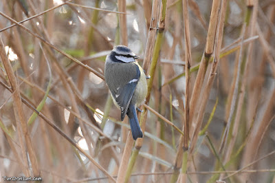 Mallerenga blava (Cyanistes caeruleus)