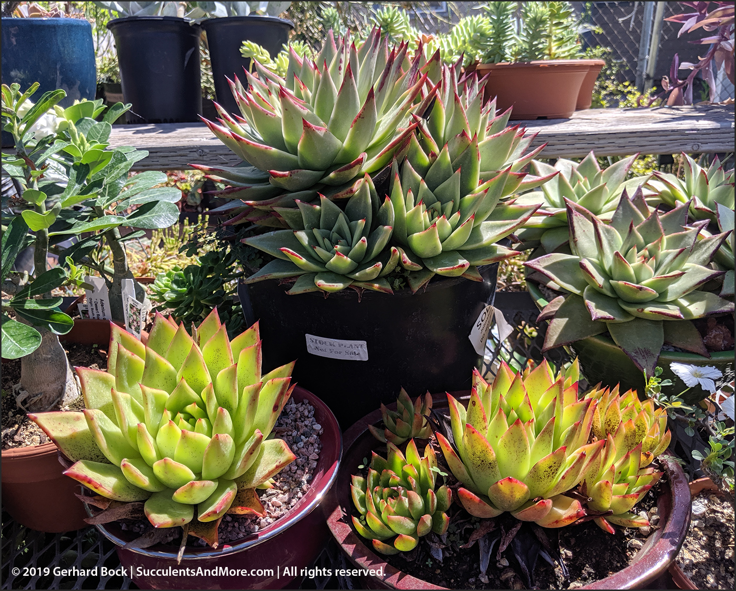 California Cactus Center in Pasadena