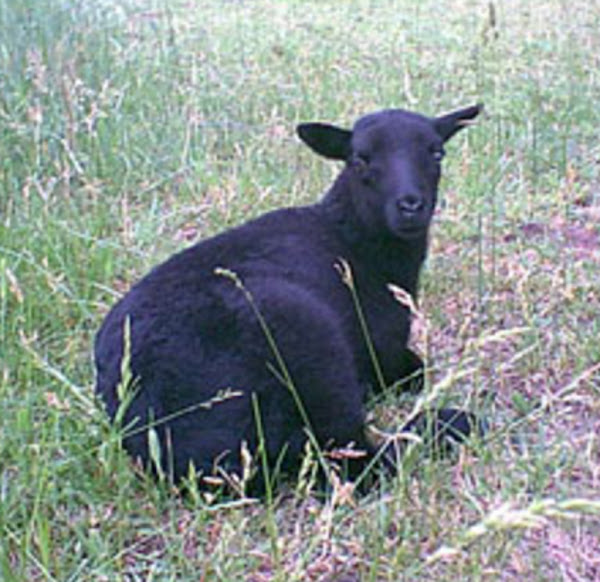 black welsh mountain sheep, about black welsh mountain sheep, black welsh mountain sheep appearance, black welsh mountain sheep breed, black welsh mountain sheep breed info, black welsh mountain sheep breed facts, black welsh mountain sheep care, caring black welsh mountain sheep, black welsh mountain sheep characteristics, black welsh mountain sheep color, black welsh mountain sheep ewes, black welsh mountain sheep facts, black welsh mountain sheep for meat, black welsh mountain sheep for wool, black welsh mountain sheep history, black welsh mountain sheep horns, black welsh mountain sheep info, black welsh mountain sheep images, black welsh mountain sheep lambs, black welsh mountain sheep lambing, black welsh mountain sheep meat, black welsh mountain sheep origin, black welsh mountain sheep photos, black welsh mountain sheep pictures, black welsh mountain sheep rarity, black welsh mountain sheep rearing, raising black welsh mountain sheep, black welsh mountain sheep size, black welsh mountain sheep temperament, black welsh mountain sheep tame, black welsh mountain sheep uses, black welsh mountain sheep varieties, black welsh mountain sheep weight