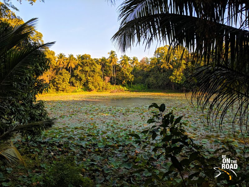 Lotus pond surrounded by coconut trees and spice plantations - Pullode, Kerala