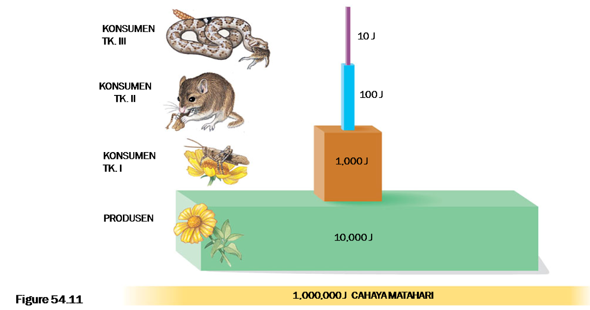 Contoh Soal Materi Ekosistem Kelas X Wilayah.id