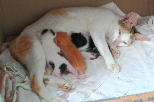 99 Tafsir Mimpi Kucing Beranak 3 Anak Lengkap Dengan Tafsirnya