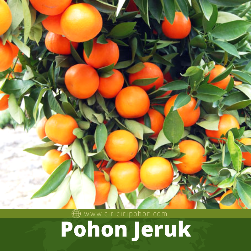 Pohon Jeruk Nagami