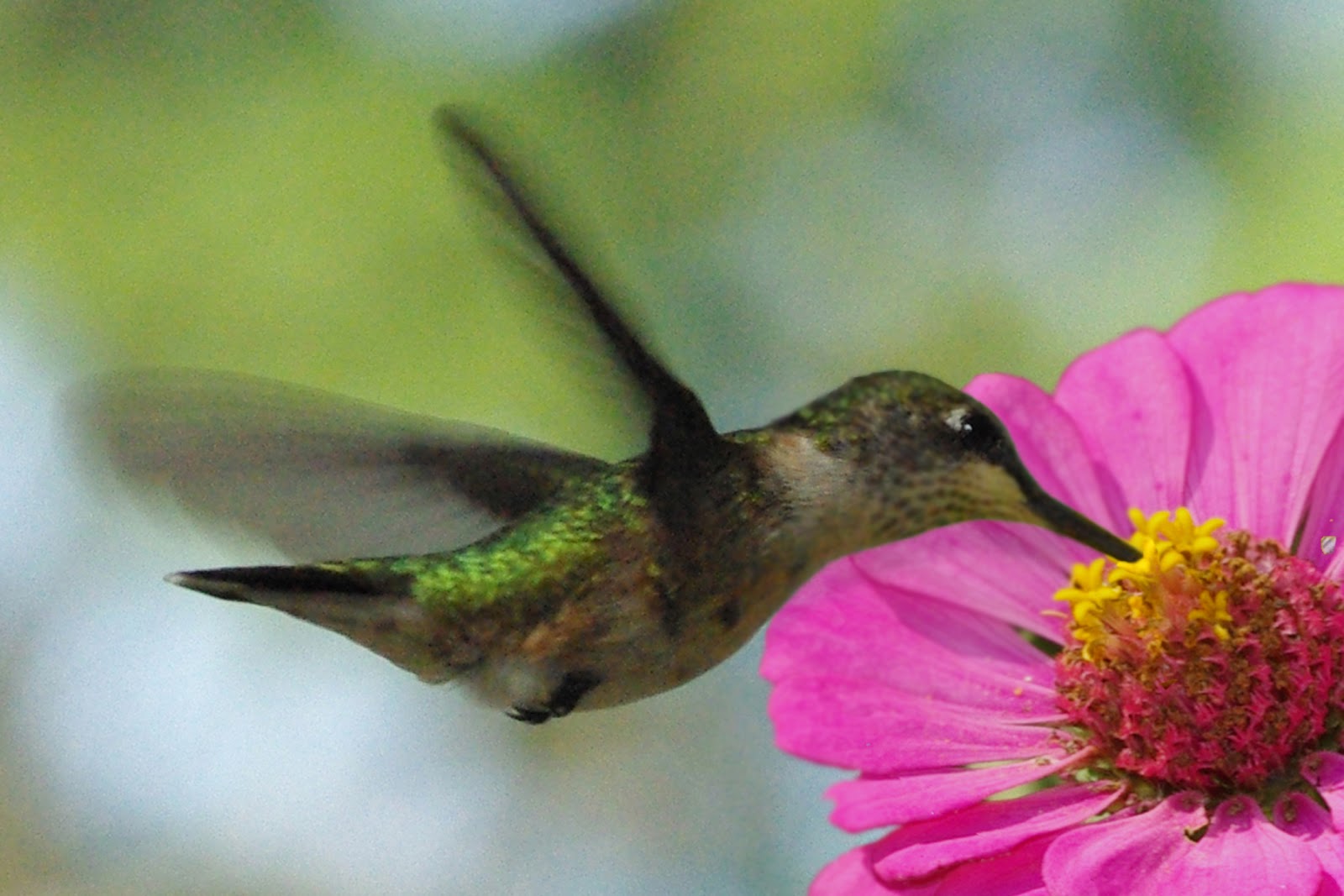 A View From The Cottage