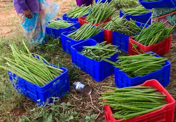 Complete information about drumstick farming