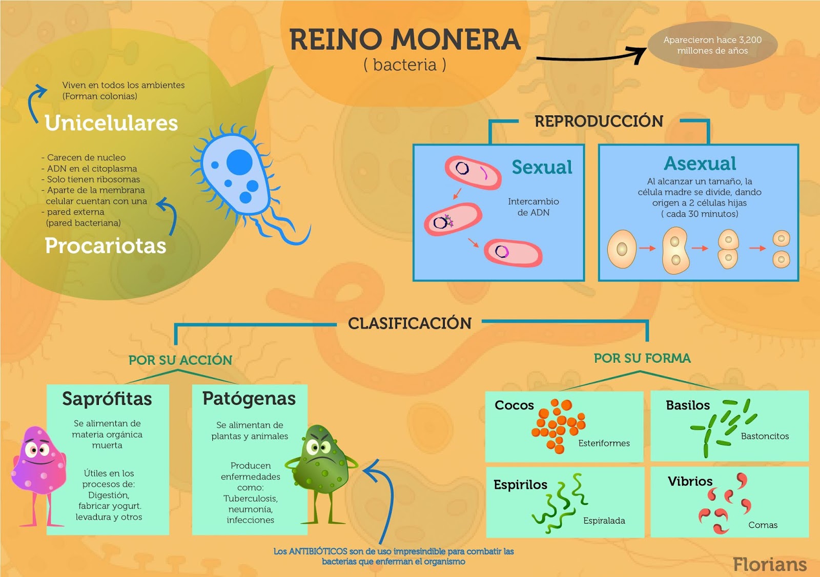 Mapa Reino Monera Bacterias Procariontes Reino Monera - vrogue.co