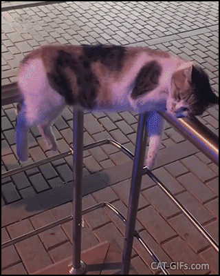 Crazy Cat GIF • Cat sleeping in a weird position in the street with a purrfect balance. Just amazing Crazy Cat GIF • Cat sleeping in a weird position in the street with a purrfect balance. Just amazing