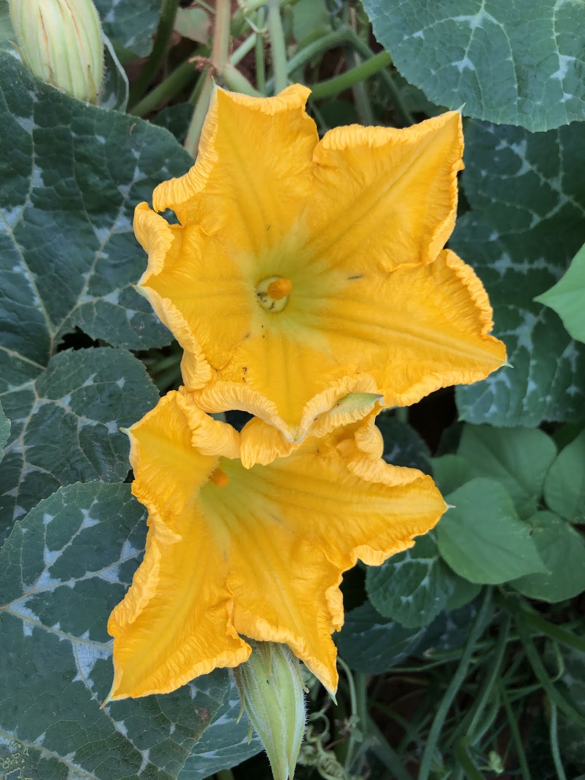 Chinu's Kitchen Corner Pumpkin Blossom Fritters/ Pumkin Flower Bara