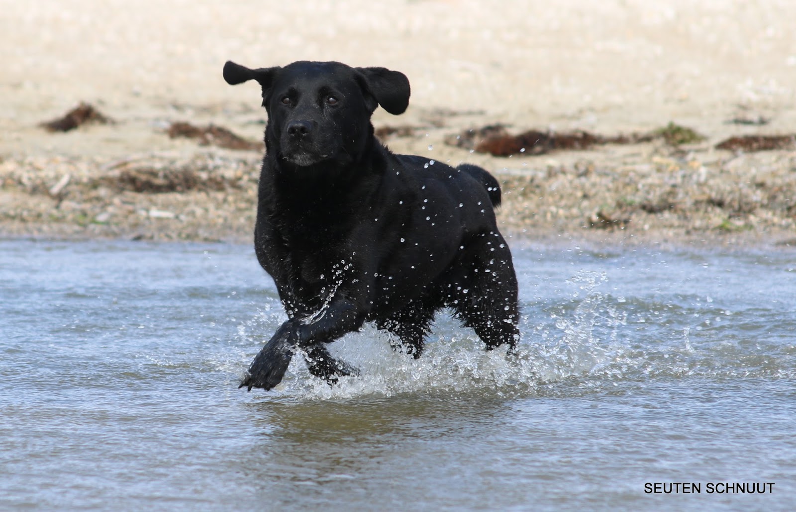 drc vermittlung älterer hunde