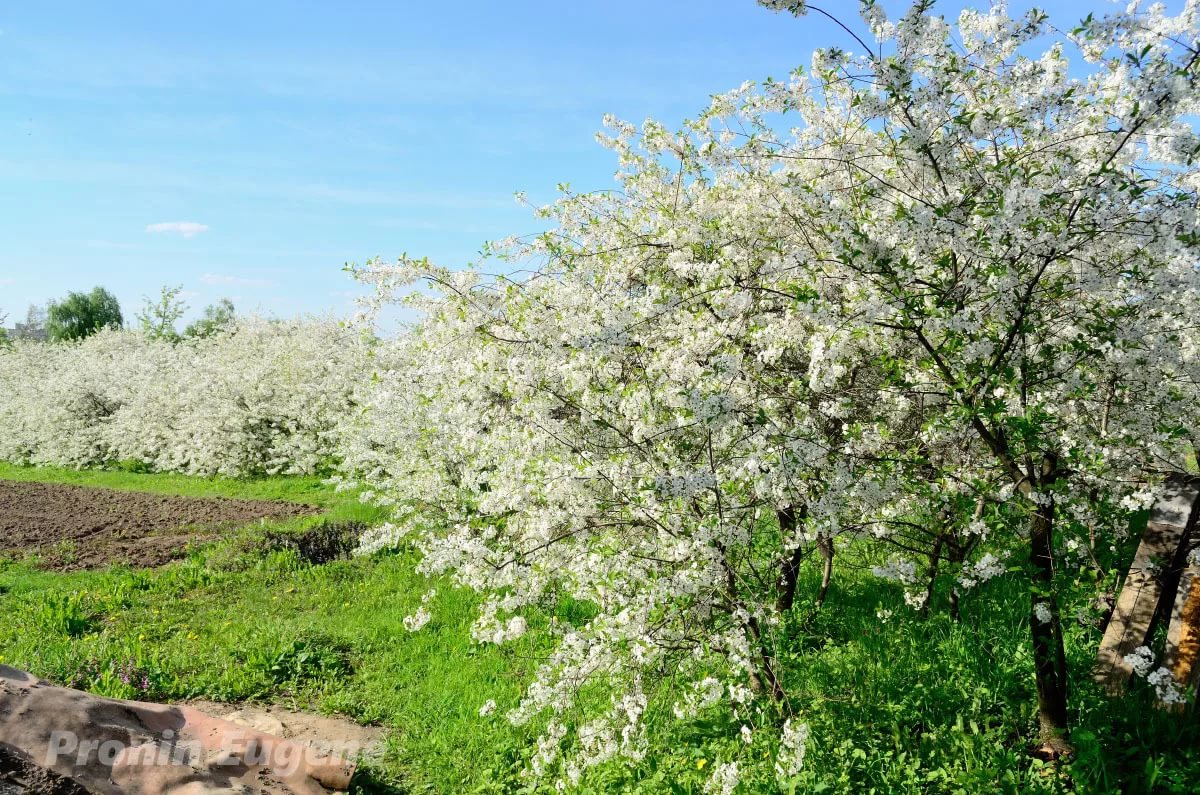 Вишневые сады в москве Вишневые сады в москве