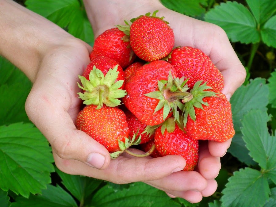 fresas para desintoxicar el cuerpo