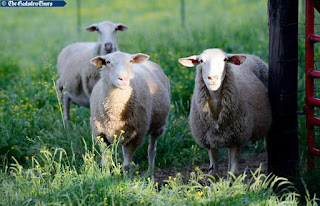 Image of three sheeps