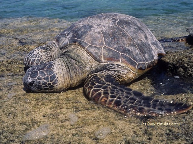 Green Sea Turtle (Chelonia mydas), basking at Puako, Hawaii