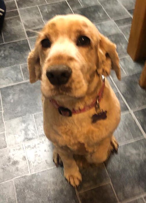 RSPCA Cambridge Rehoming Gallery