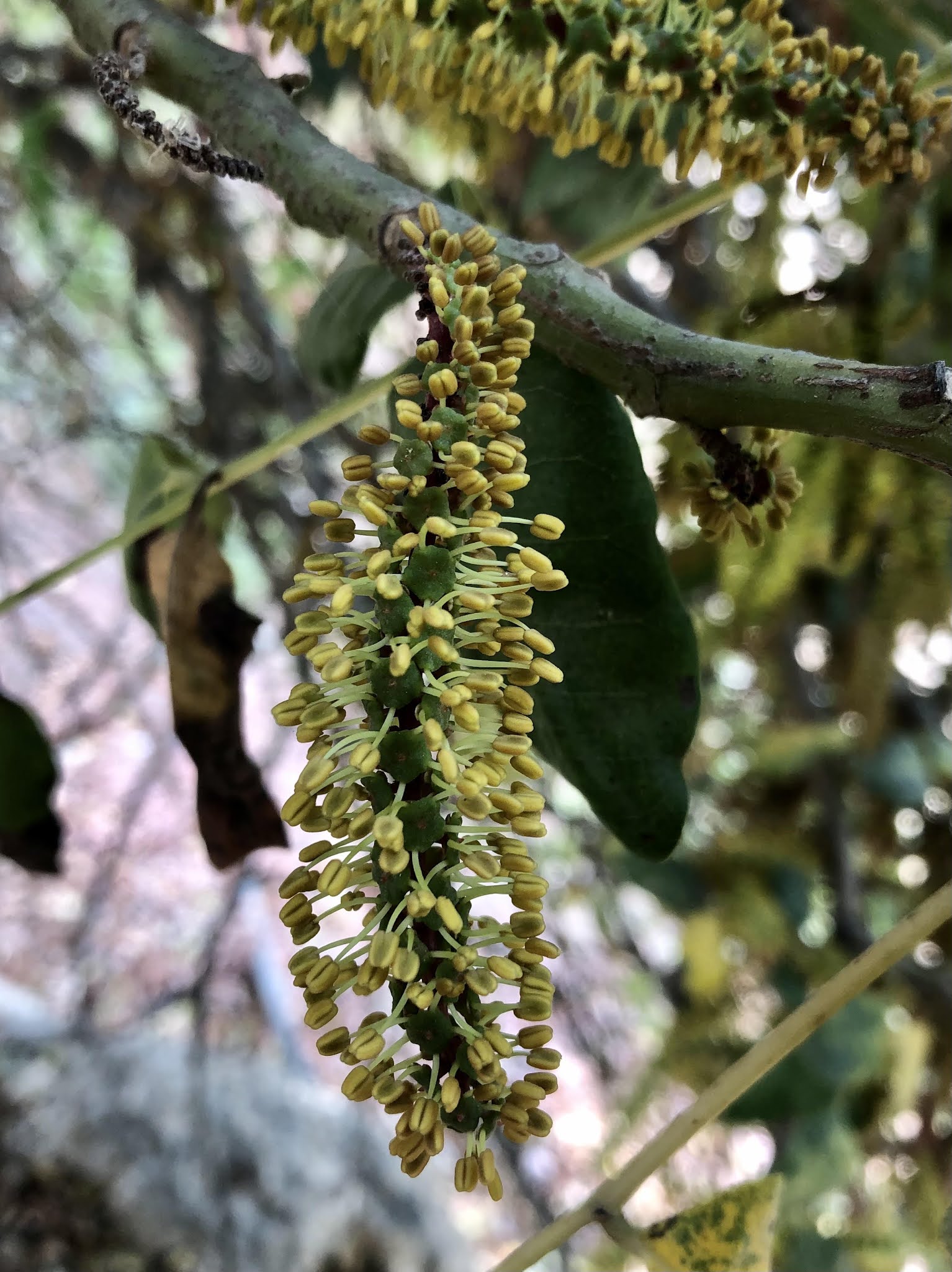 Flower Fun in Israel Blossoming in November Carob Tree, Locust Tree