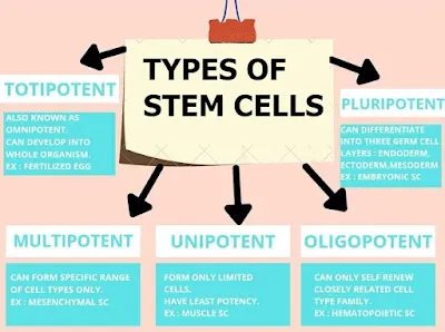 WHAT ARE STEM CELLS AND THEIR USE IN STEM CELL THERAPY? (#biochemistry)(#ipumusings)(#genetics)(#biotechnology)