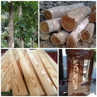 Kayu jati berkualitas