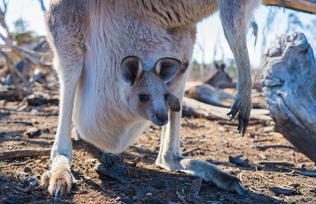 Pengertian Hewan Marsupial Dan Contohnya Satwa Foresteract Com Pengertian Hewan Marsupial Dan Contohnya Satwa Foresteract Com